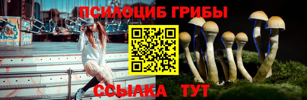 Псилоцибиновые грибы Psilocybe Губкинский
